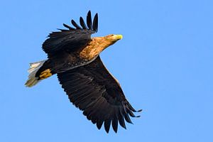 Seeadler fliegt durch die Luft