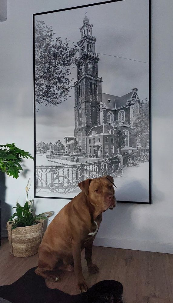 AMSTERDAM Westerkerk &amp; Prinsengracht van Melanie Viola