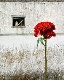 Ce qui attire l'attention se développe sur Hannie Kassenaar