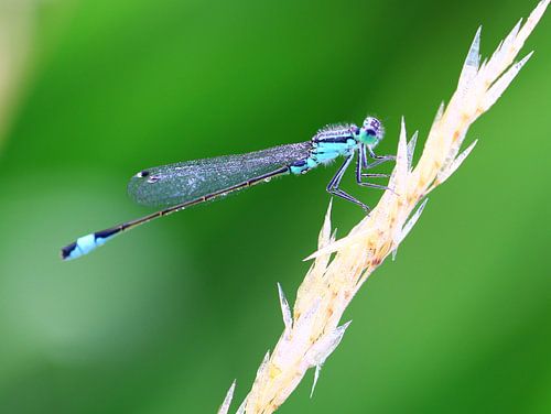 Libelle