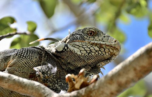 Groene leguaan Grotten van Hato Curaçao