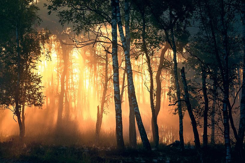 Autumn light on the Veluwe by Jenco van Zalk