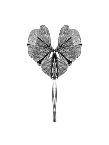 Symmetrical plant leaf