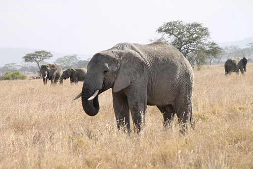Elephant, Tanzania