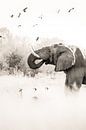 Emerge by Jeroen van Rooijen thumbnail