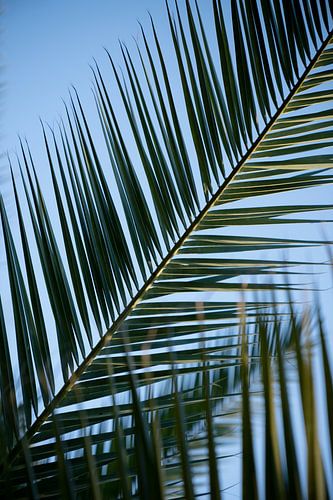 Where green touches the sky