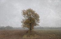 Lonely soul