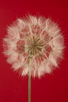 Pluizenbol van een Tragopogon met warm rode achtergrond, (verticaal / staand) van Marjolijn van den Berg