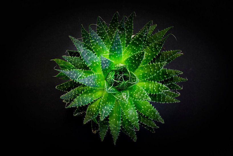 Groene schoonheid van Uwe Merkel