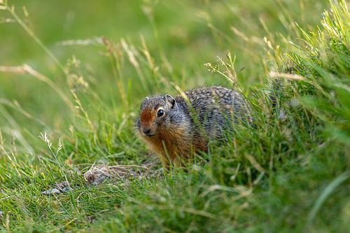 Arctic ground squirrel in Canada