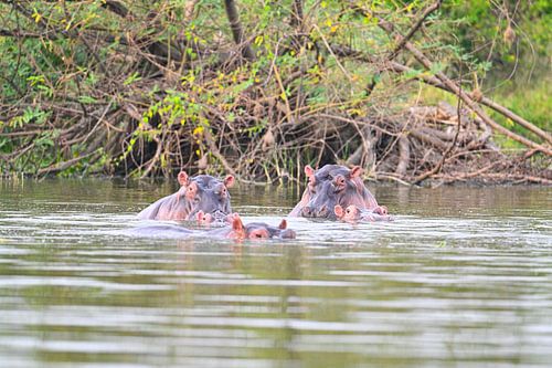 Les hippopotames du lac George - les puissants géants d'Afrique sur Robert Styppa