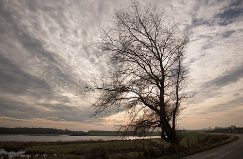 Boom op Noord Beveland