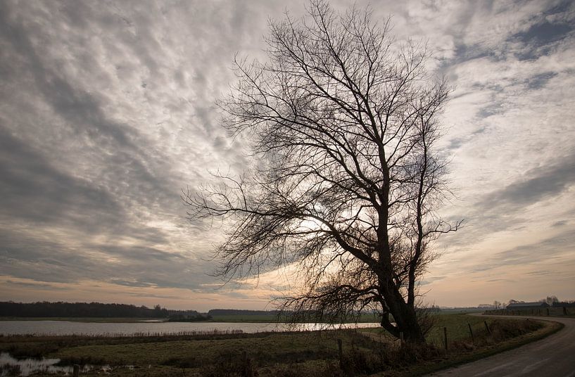 Boom op Noord Beveland van Teus Reijmerink