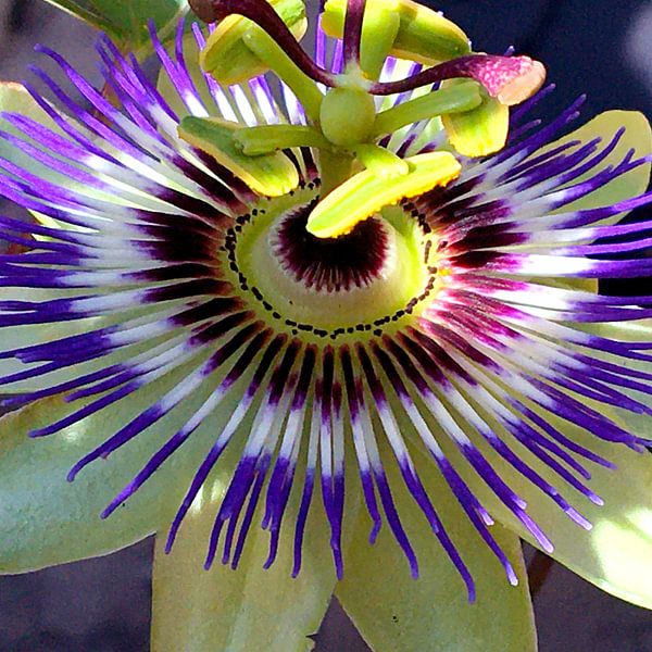 Passionsflora von Nicole Habets