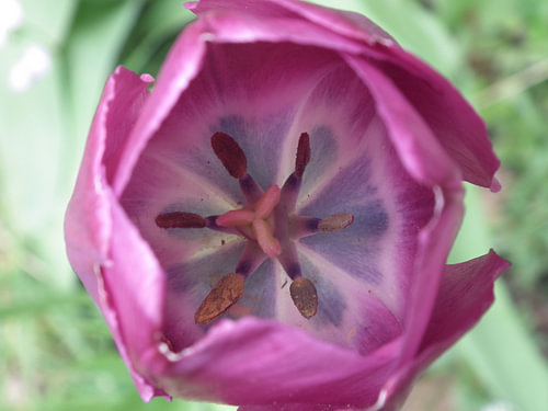 Tulp