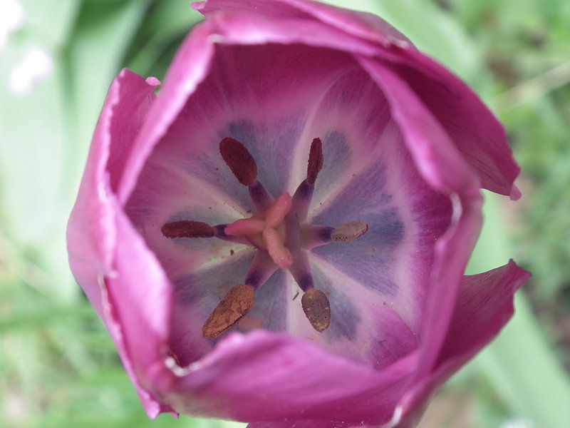 Tulp by Elja Hilboesen