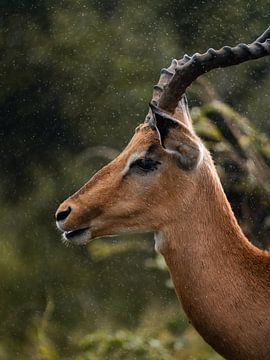 Impala im Regen - Kruger National Park