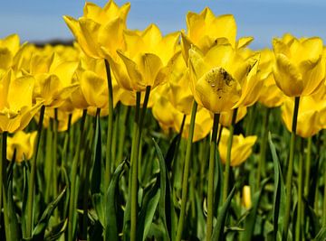 Yellow tulips against a blue sky by Corine Dekker