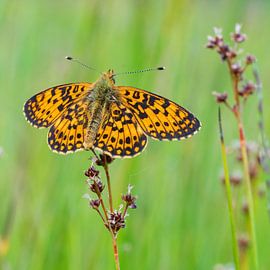 Zilverenmaan warmt zich op by Fokko Erhart