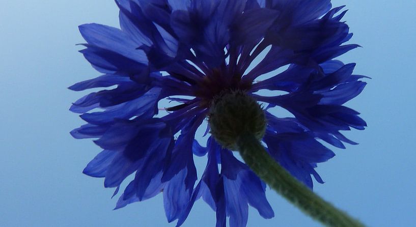 Blauwe bloem van Gonnie van Hove