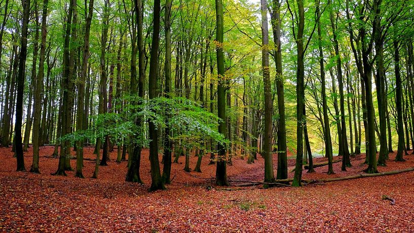 Maiwald by Ostsee Bilder