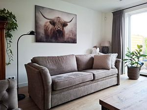 Scottish Highlander 4