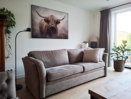 Scottish Highlander 4