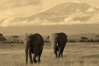 Two Amboseli Kilimanjaro Elephants van Roland Smeets thumbnail