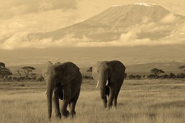 Two Amboseli Kilimanjaro Elephants van Roland Smeets
