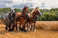 Trekpaarden oogsten op traditionele wijze tarwe van Bram van Broekhoven thumbnail