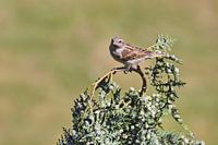 Moineau domestique assis sur une branche, observant les alentours