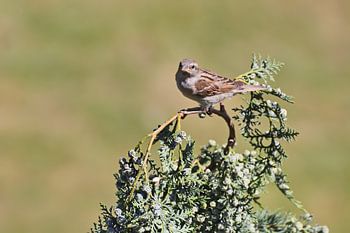Moineau domestique assis sur une branche, observant les alentours
