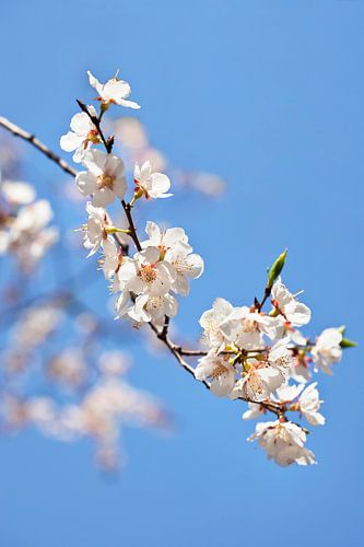 branche d'arbre cerise fleur blanche contre un ciel bleu