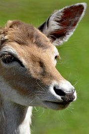 Herten portret 9 by Mariska van Vondelen