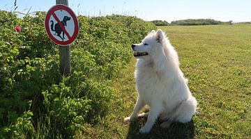 Samoyed van Bo Valentino