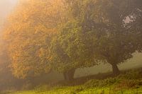 Nebel im Herbst