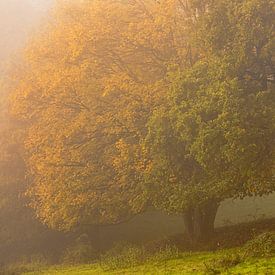 Fog in autumn by Dieter Ludorf