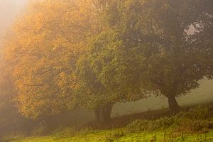 Mist in de herfst