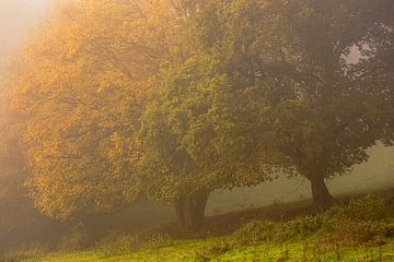 Fog in autumn by Dieter Ludorf
