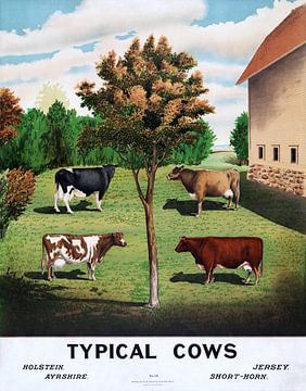 Altes Plakat von 1904 mit verschiedenen Rinderrassen