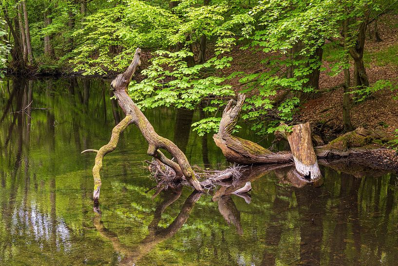 Landschap in de Mistdoorbraakvallei tussen Serrahn en Kuchelmi van Rico Ködder