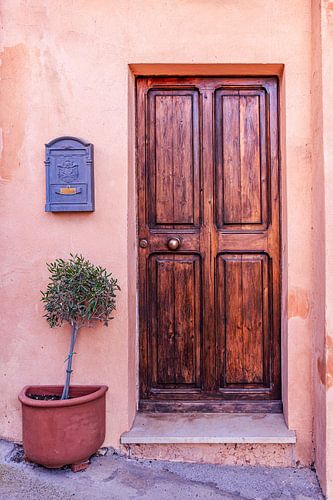 Old wooden dark lacquered door with an olive tree