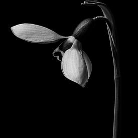 snowdrop von Beate Wurster