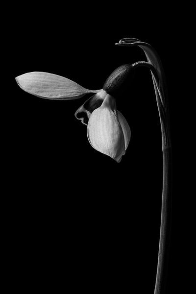 dandelion by Beate Wurster