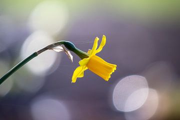 Narcis in de voorjaarszon van Meike de Regt