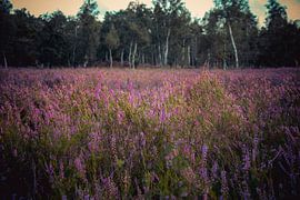 Blühendes Heidekraut von Dirk Smit