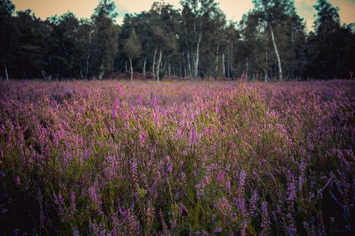 Heide in bloei