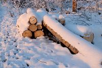 stack of wood