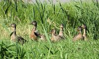 Familie eend