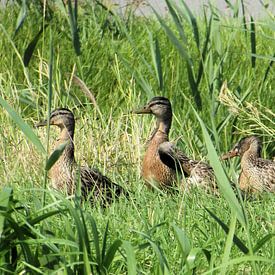 Familie eend by Il se